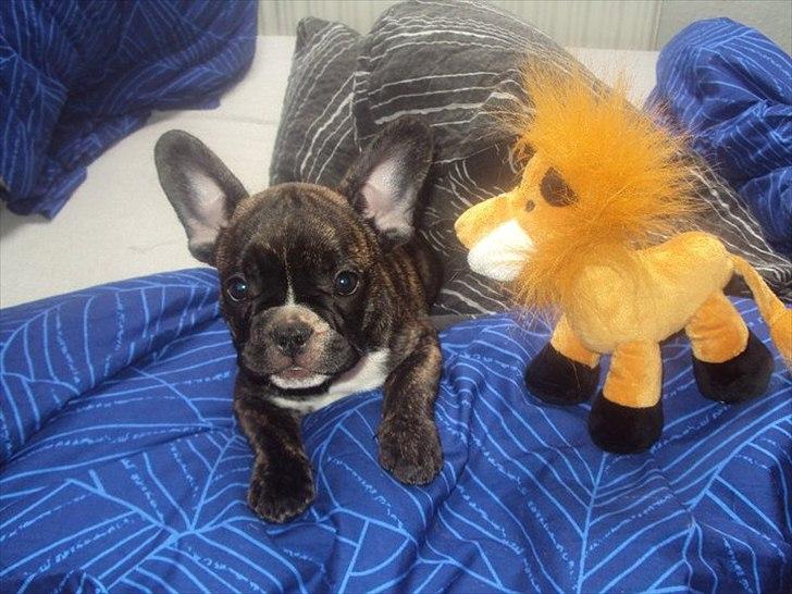 Fransk bulldog Molly billede 6