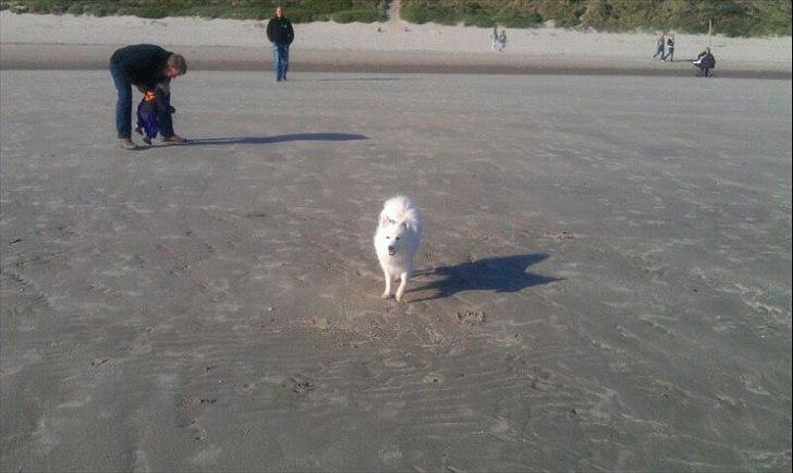 Japansk spids Sille billede 9