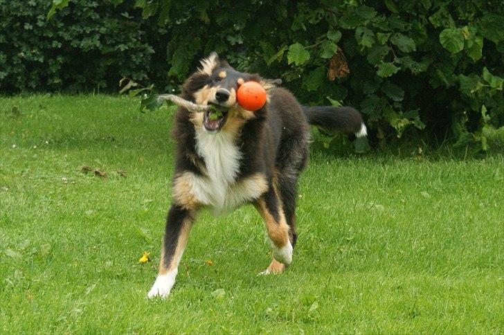 Collie langhåret Zantos - 4 mdr gammel billede 16