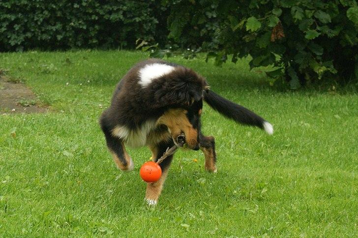 Collie langhåret Zantos billede 10