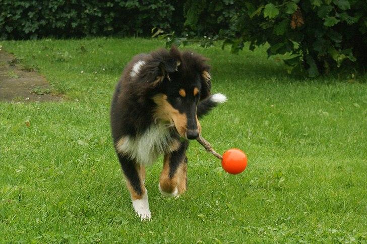 Collie langhåret Zantos billede 13