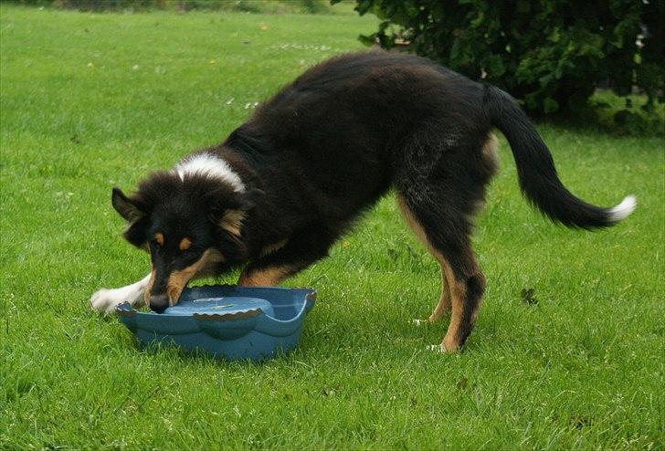 Collie langhåret Zantos billede 11