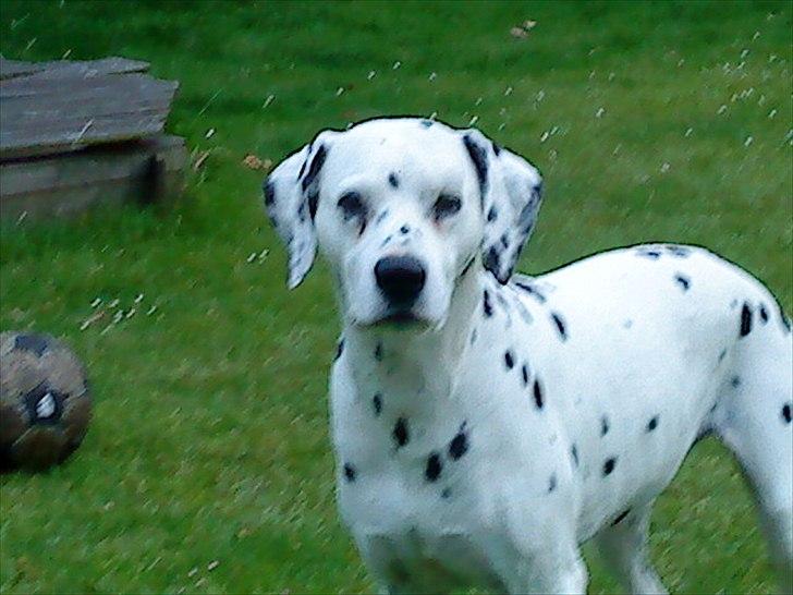 Dalmatiner Zoffi - Zoffi i haven 2009 billede 14