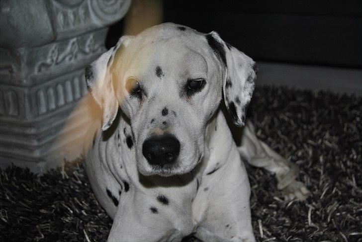 Dalmatiner Zoffi - Zoffis sidste dag marts 2011 billede 15