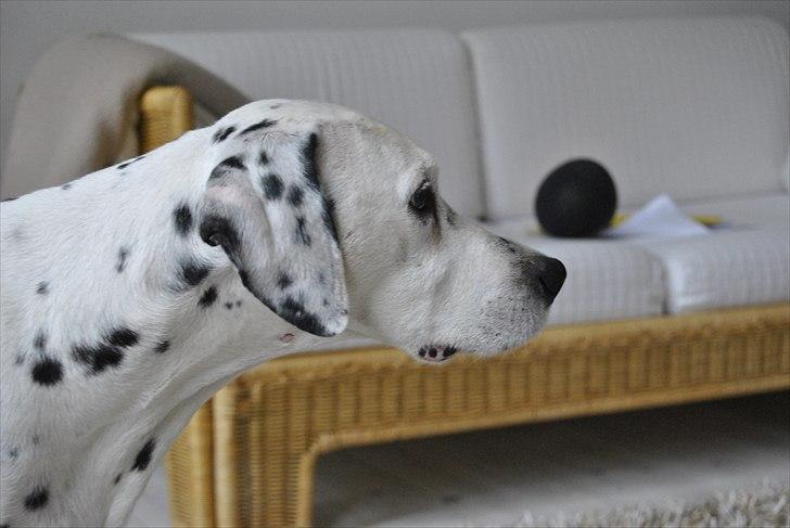 Dalmatiner Zoffi - Zoffis sidste dag marts 2011 billede 16