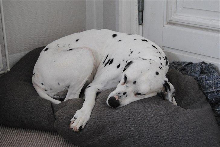 Dalmatiner Zoffi - Z      Z      Zoffi septemper 2010
    Z      Z billede 17