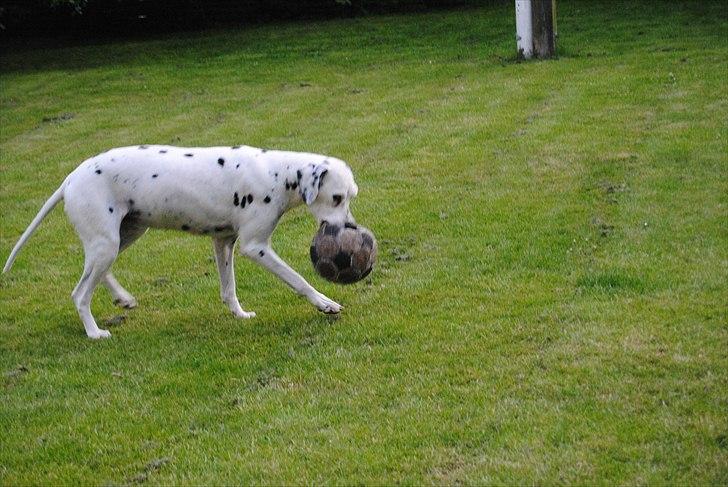 Dalmatiner Zoffi - Zoffi i haven 2009 billede 18