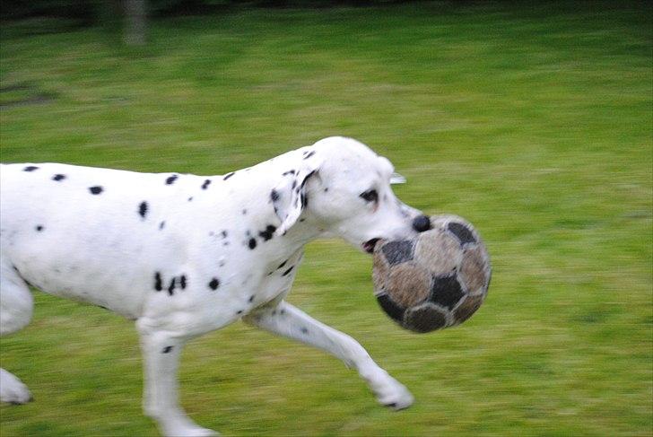 Dalmatiner Zoffi - Zoffi i haven 2009 billede 19