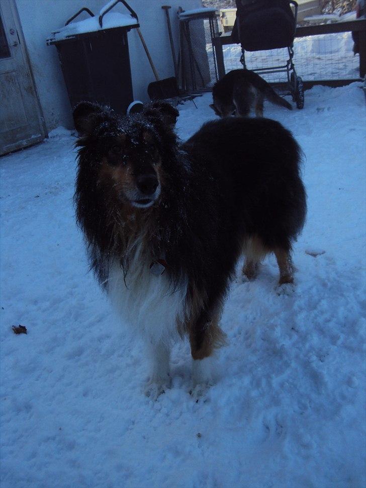 Collie langhåret Jazz ( Pensionisten ) R.I.P billede 8