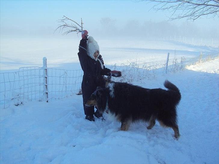 Collie langhåret Jazz ( Pensionisten ) R.I.P billede 7