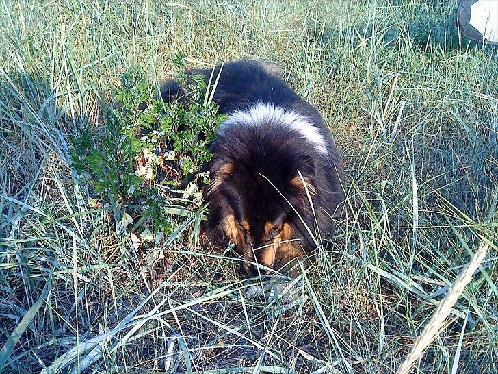 Collie langhåret Jazz ( Pensionisten ) R.I.P billede 3