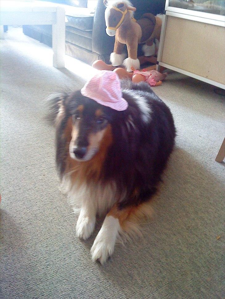 Collie langhåret Jazz ( Pensionisten ) R.I.P billede 10