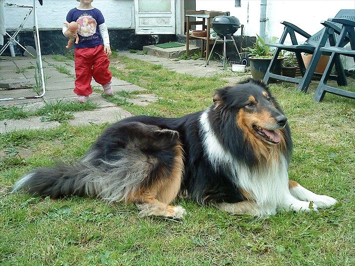 Collie langhåret Jazz ( Pensionisten ) R.I.P billede 2