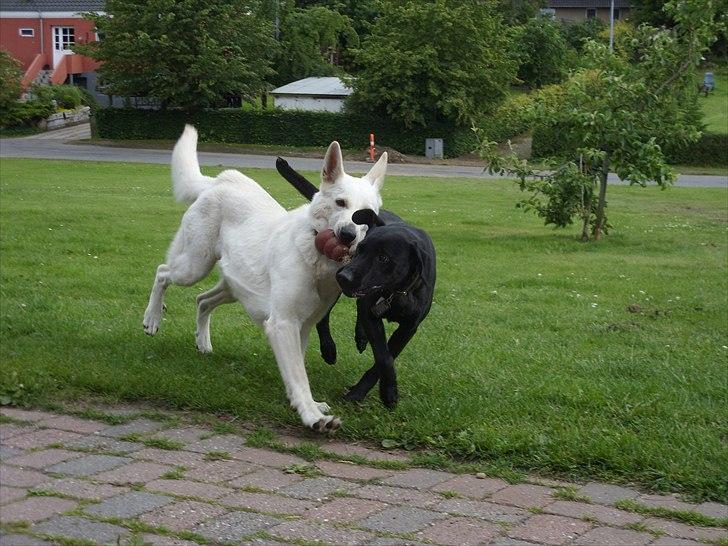 Hvid schæfer Tilde - Tilde og Nala motionere lidt. billede 7