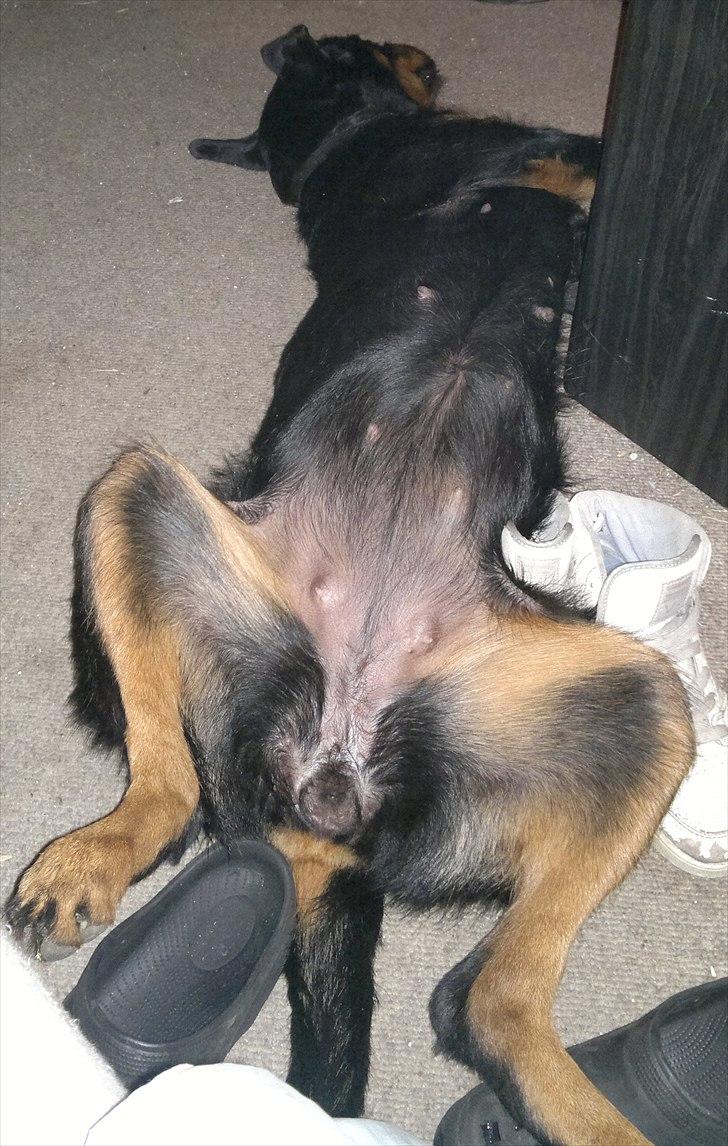 Blanding af racer Babe - Babe der slapper af :D billede 3