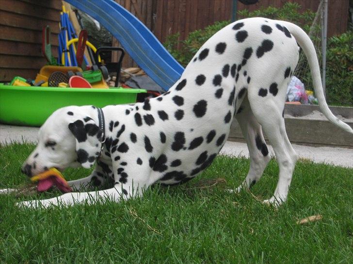 Dalmatiner Freya - Prøv at fange mig... billede 13