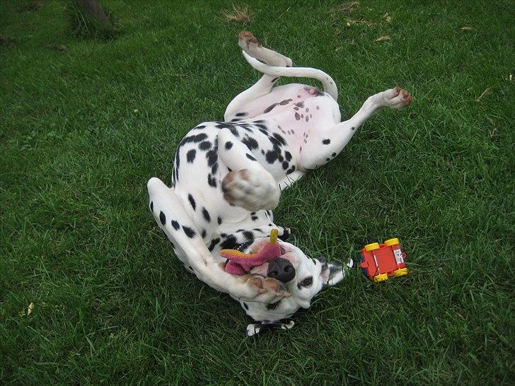 Dalmatiner Freya - Dejligt..... billede 14