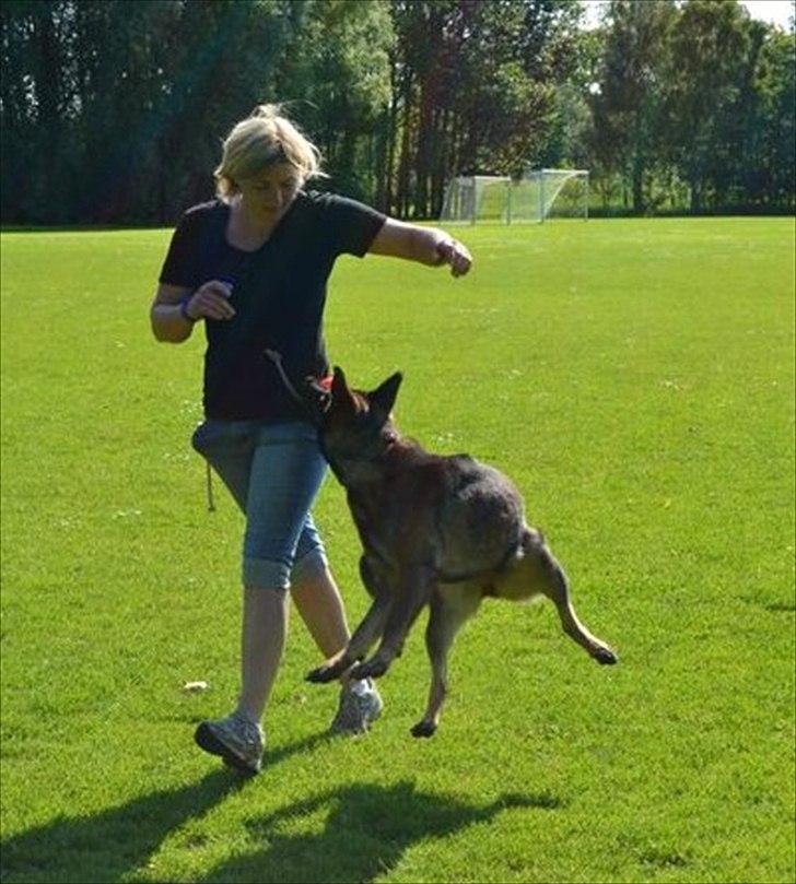 Schæferhund Team Kenzally Bascha - Bascha den lille hoppe hund : ) billede 7