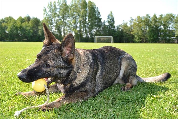 Schæferhund Team Kenzally Bascha - Bascha og hendes elskede bold.. billede 8