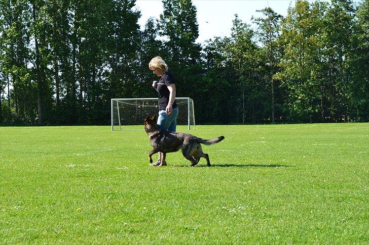 Schæferhund Team Kenzally Bascha - Lidt fri ved fod : ) billede 9