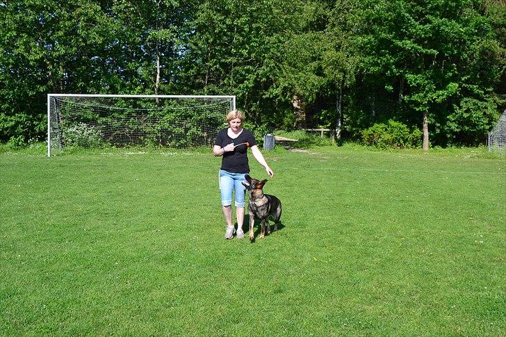 Schæferhund Team Kenzally Bascha billede 10