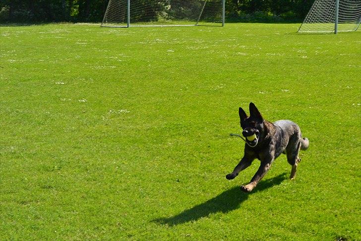 Schæferhund Team Kenzally Bascha - Bascha i fuld firspring billede 11