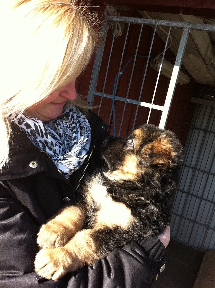 Schæferhund Arthur - Første gang i mors arm :o) billede 12