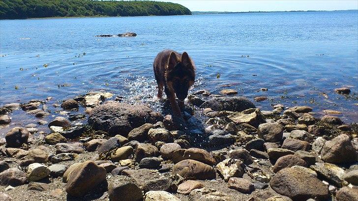 Schæferhund Arthur - Ulven kommer :o) billede 3