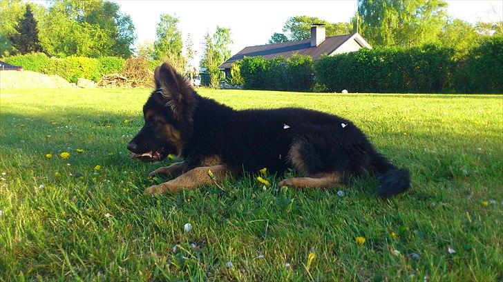 Schæferhund Arthur - 3 måneder billede 10