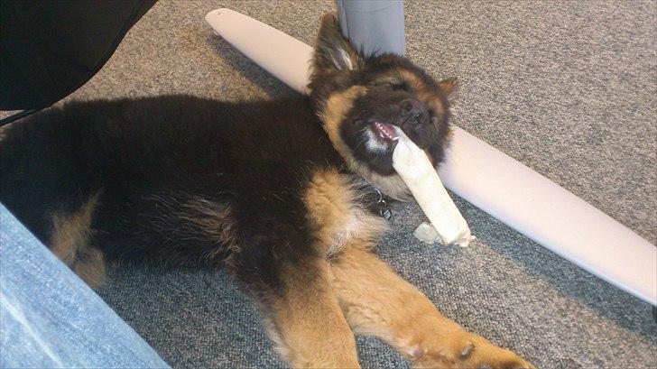 Schæferhund Arthur - Med på job billede 11