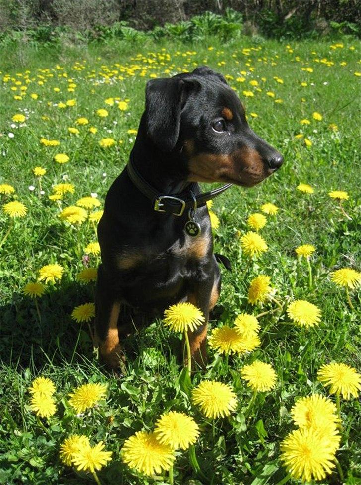 Tysk pinscher Jumping All Over Cheesecake / Frøken Krøyer - Frk. Krøyer 12 uger gammel billede 2