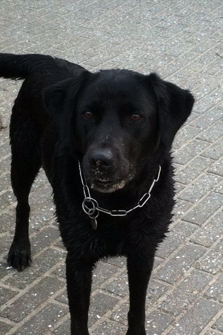 Labrador retriever Bella billede 18