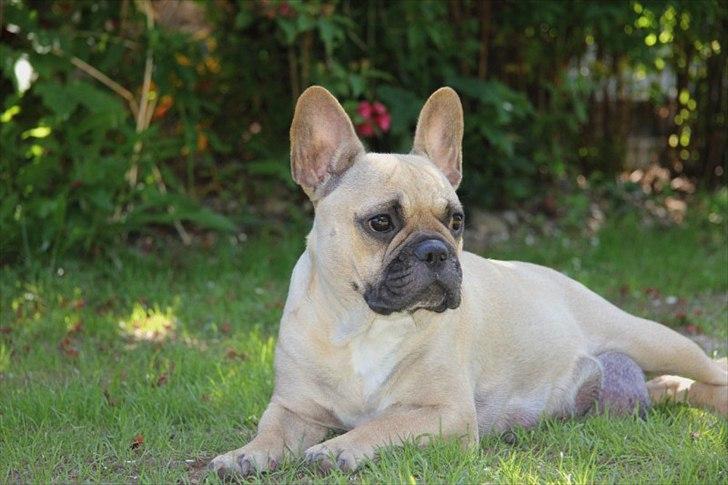 Fransk bulldog Molly - Mollys mor  billede 7