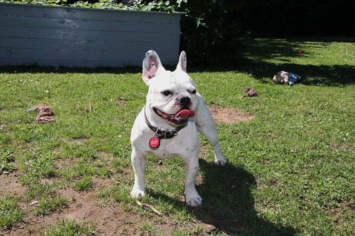 Fransk bulldog Molly - Mollys far  billede 8