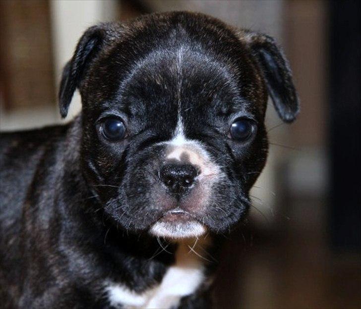 Fransk bulldog Molly billede 9