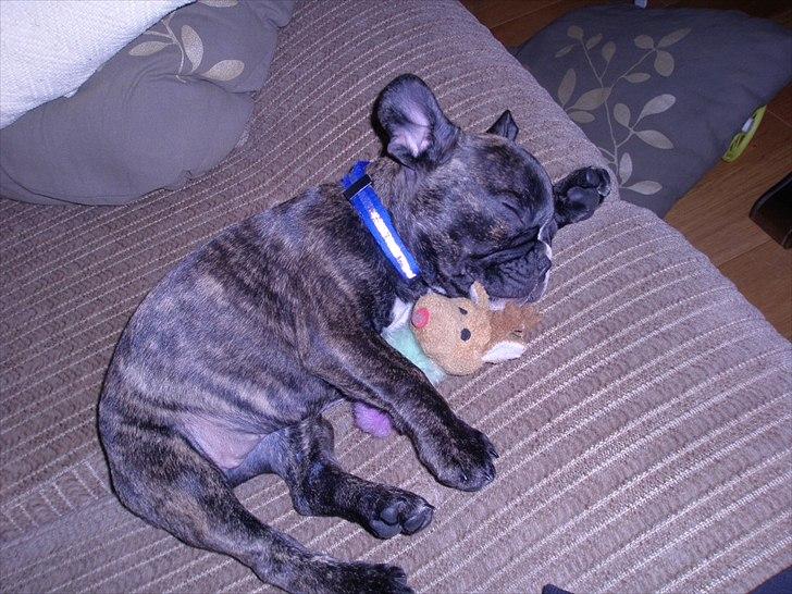 Fransk bulldog Molly billede 10