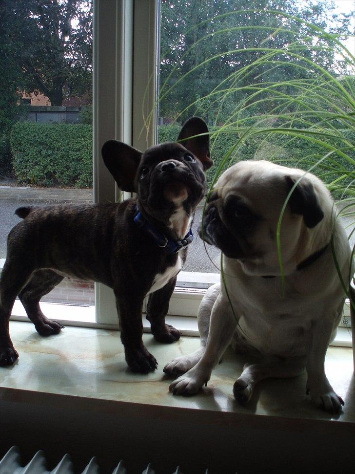Fransk bulldog Molly - Molly sammen med mopse-veninden :)  billede 11