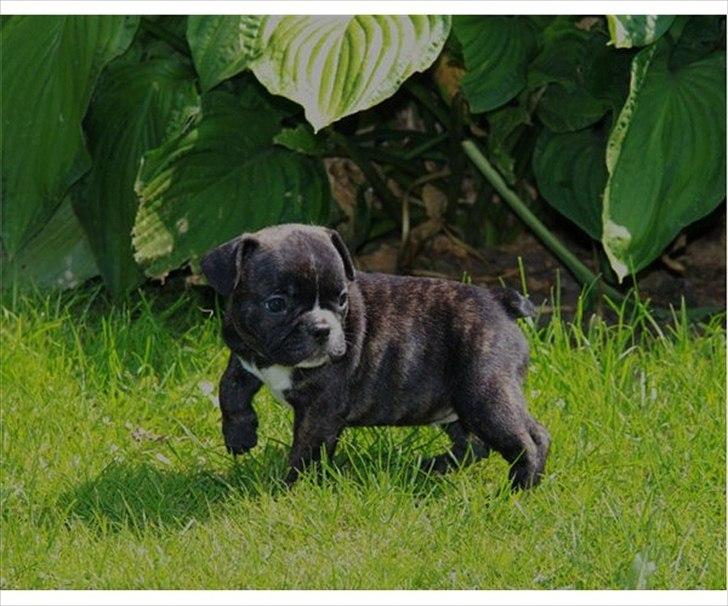 Fransk bulldog Molly billede 12