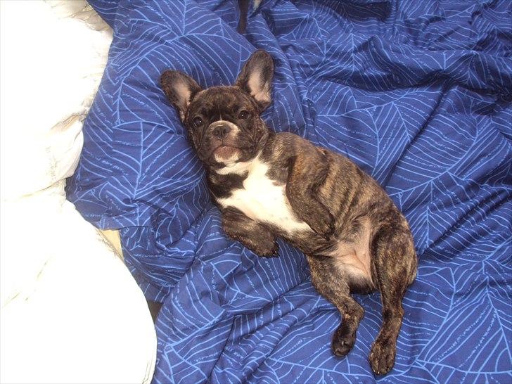 Fransk bulldog Molly billede 13