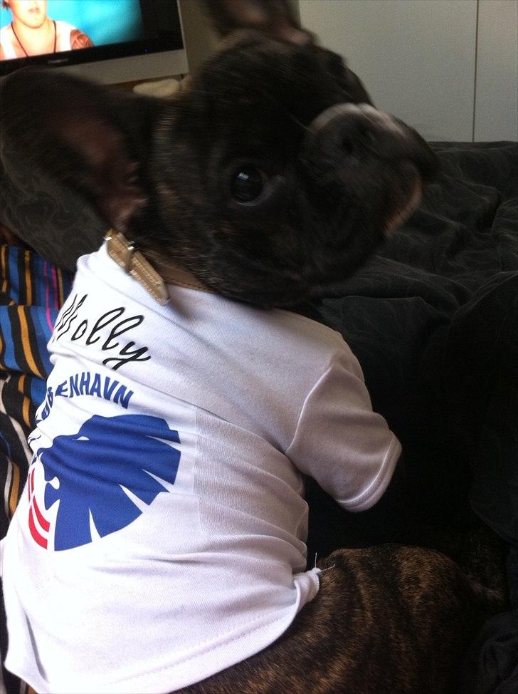 Fransk bulldog Molly - Molly med sin FCK trøje :) billede 14