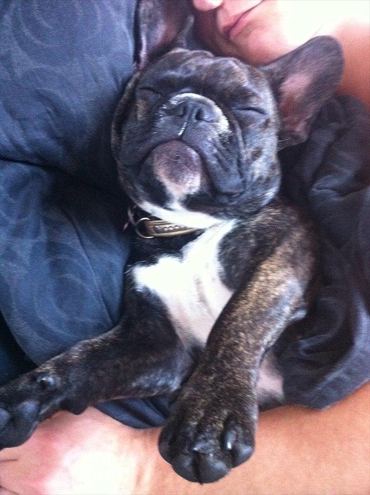 Fransk bulldog Molly - Sådan putter man bedst med farmand :) billede 15