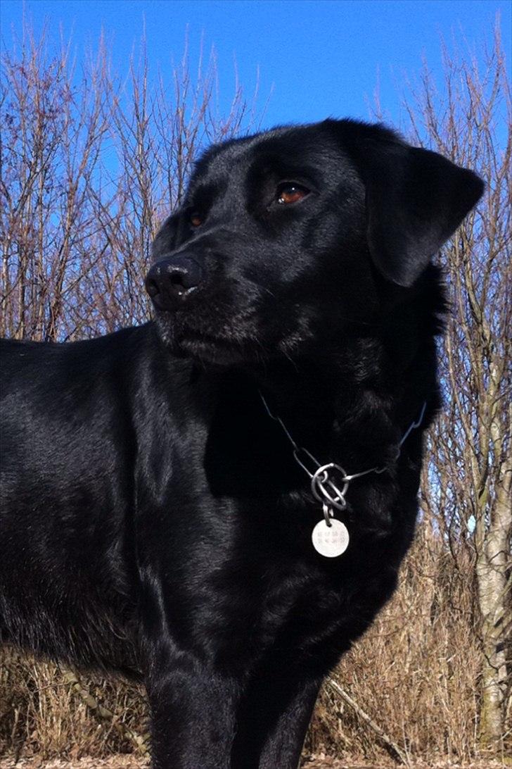 Labrador retriever Bella billede 1