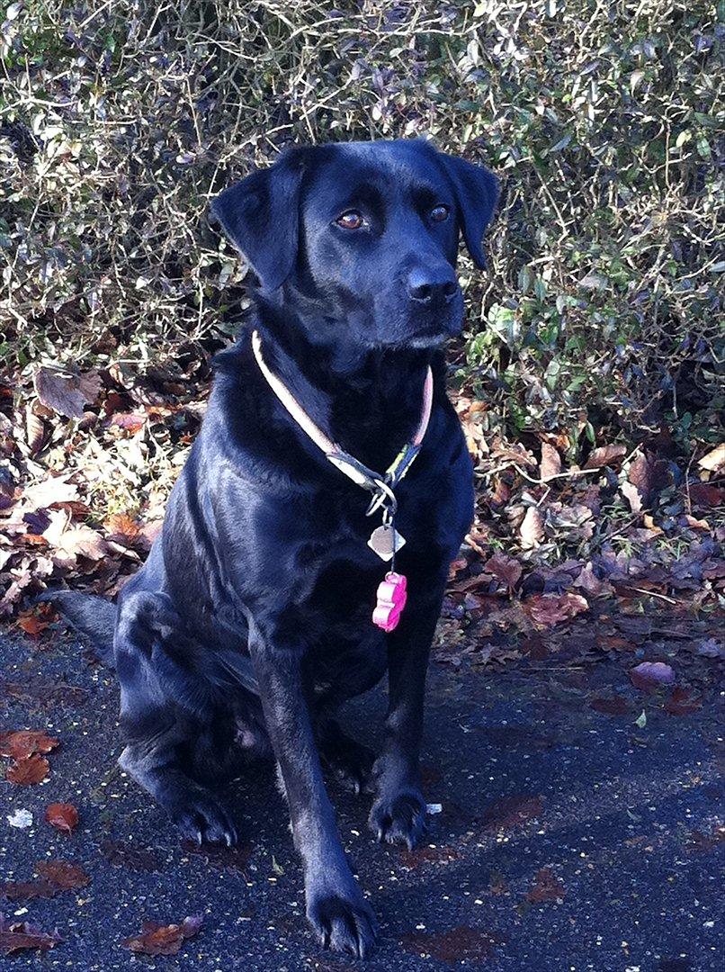 Labrador retriever Bella billede 19