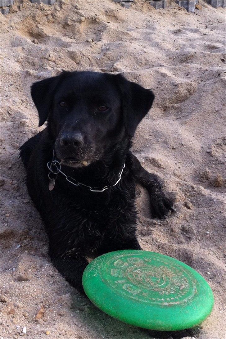 Labrador retriever Bella billede 20