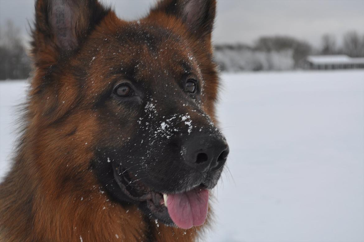 Schæferhund Sacko - Sacko hygger sig i sneen. billede 5