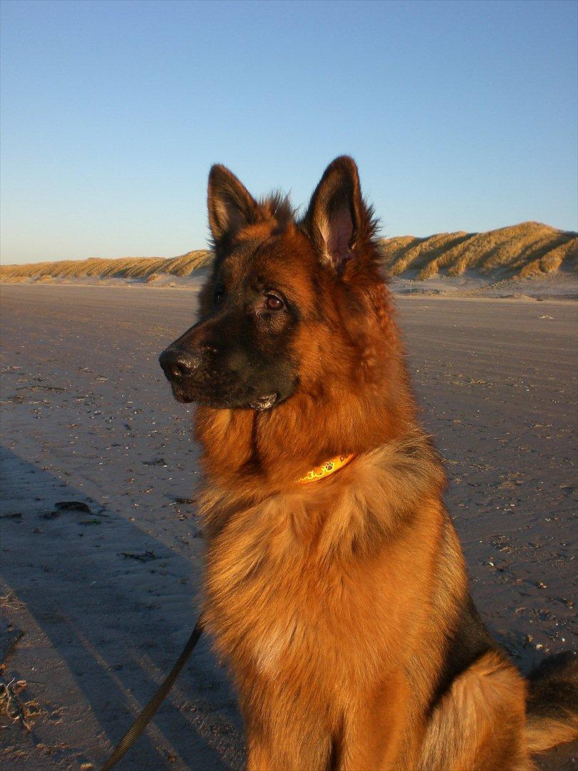 Schæferhund Sacko billede 6