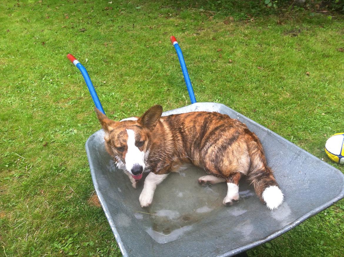 Welsh corgi cardigan Klunte - Når jeg nu ikke må få en swimmingpool i det nye sommerhus.. Så må trillebøren gå an billede 14