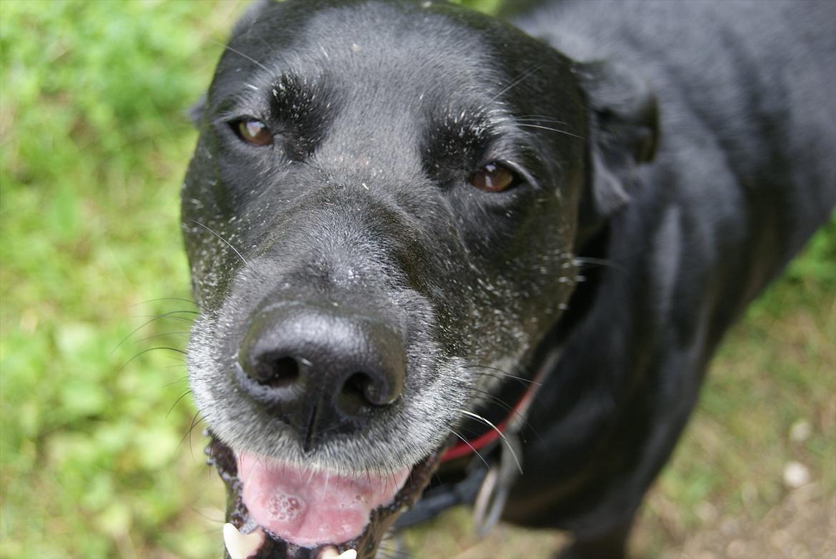 Blanding af racer Nala billede 18