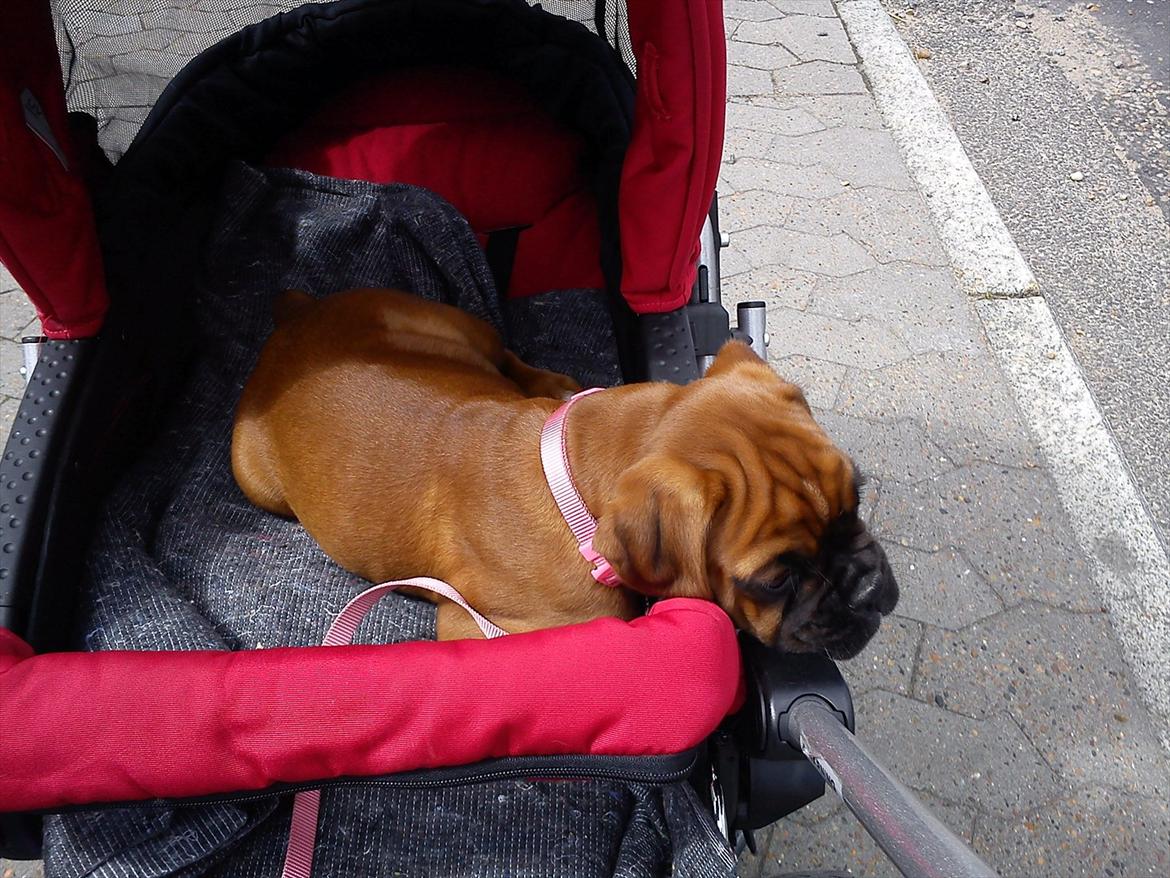 Boxer Damkjærs Rasmine billede 10