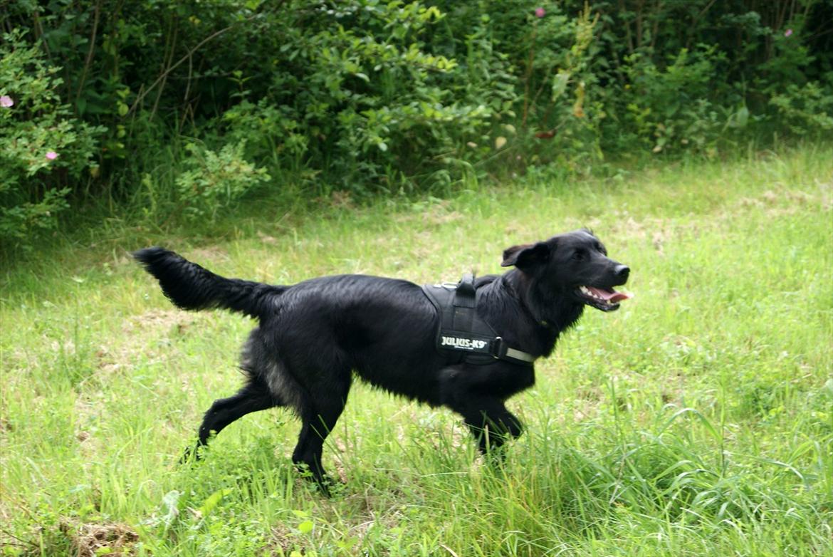 Blanding af racer Debbie billede 11